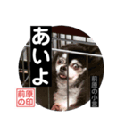 前原の小言.2.（個別スタンプ：13）