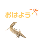 爬虫類(トカゲ・カナヘビ)のスタンプ（個別スタンプ：1）