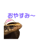 爬虫類(トカゲ・カナヘビ)のスタンプ（個別スタンプ：3）