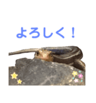爬虫類(トカゲ・カナヘビ)のスタンプ（個別スタンプ：4）