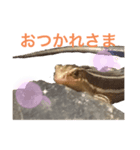 爬虫類(トカゲ・カナヘビ)のスタンプ（個別スタンプ：6）