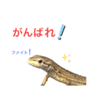 爬虫類(トカゲ・カナヘビ)のスタンプ（個別スタンプ：8）