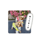♪よもちまライフ♪～家族連絡多め～（個別スタンプ：15）