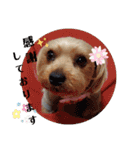♪よもちまライフ♪～家族連絡多め～（個別スタンプ：24）