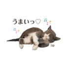 タビマロスタンプver1（個別スタンプ：1）