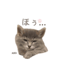 タビマロスタンプver1（個別スタンプ：3）