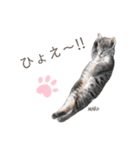 タビマロスタンプver1（個別スタンプ：5）