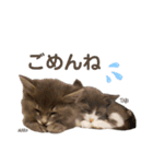 タビマロスタンプver1（個別スタンプ：12）