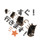 うにと安倍さんのスタンプ（個別スタンプ：13）