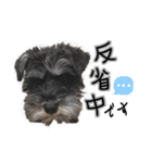 うにと安倍さんのスタンプ（個別スタンプ：16）