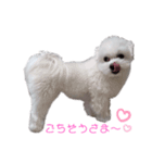 マルチーズのめめちゃん3（個別スタンプ：1）