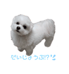 マルチーズのめめちゃん3（個別スタンプ：2）