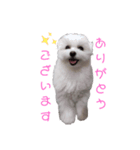 マルチーズのめめちゃん3（個別スタンプ：6）