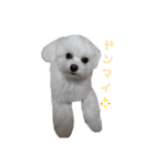 マルチーズのめめちゃん3（個別スタンプ：11）