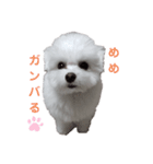 マルチーズのめめちゃん3（個別スタンプ：12）