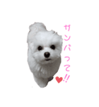 マルチーズのめめちゃん3（個別スタンプ：13）