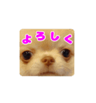 チワワのロコ スタンプ（個別スタンプ：1）