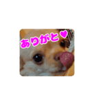チワワのロコ スタンプ（個別スタンプ：2）
