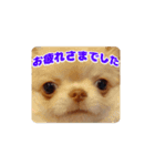 チワワのロコ スタンプ（個別スタンプ：3）
