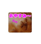 チワワのロコ スタンプ（個別スタンプ：5）