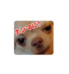 チワワのロコ スタンプ（個別スタンプ：6）