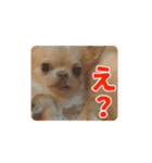 チワワのロコ スタンプ（個別スタンプ：7）