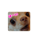 チワワのロコ スタンプ（個別スタンプ：8）