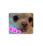 チワワのロコ スタンプ（個別スタンプ：9）