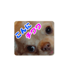 チワワのロコ スタンプ（個別スタンプ：10）