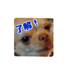 チワワのロコ スタンプ（個別スタンプ：11）