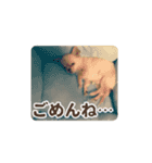 チワワのロコ スタンプ（個別スタンプ：12）