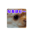 チワワのロコ スタンプ（個別スタンプ：13）