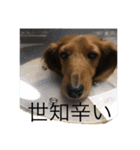 ひなりんぱらだいす（個別スタンプ：2）