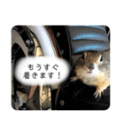 リチャードソンジリス ムク vol.02（個別スタンプ：31）