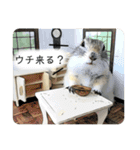 リチャードソンジリス ムク vol.02（個別スタンプ：32）