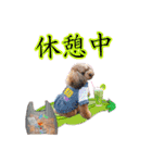 そら豆君 お仕事（個別スタンプ：11）