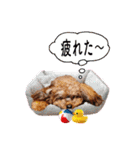 そら豆君 お仕事（個別スタンプ：29）