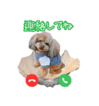 そら豆君 お仕事（個別スタンプ：30）
