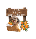 そら豆君 お仕事（個別スタンプ：34）