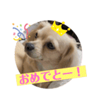 PINOPINO❤︎（個別スタンプ：29）