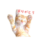 茶トラ 猫 あいさつ ＆ 敬語 スタンプ（個別スタンプ：1）
