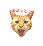 茶トラ 猫 あいさつ ＆ 敬語 スタンプ（個別スタンプ：3）