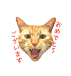 茶トラ 猫 あいさつ ＆ 敬語 スタンプ（個別スタンプ：4）
