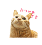茶トラ 猫 あいさつ ＆ 敬語 スタンプ（個別スタンプ：5）
