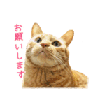 茶トラ 猫 あいさつ ＆ 敬語 スタンプ（個別スタンプ：6）