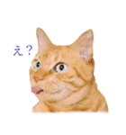 茶トラ 猫 あいさつ ＆ 敬語 スタンプ（個別スタンプ：7）