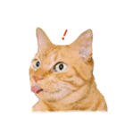 茶トラ 猫 あいさつ ＆ 敬語 スタンプ（個別スタンプ：8）