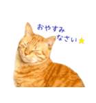 茶トラ 猫 あいさつ ＆ 敬語 スタンプ（個別スタンプ：9）
