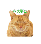 茶トラ 猫 あいさつ ＆ 敬語 スタンプ（個別スタンプ：12）