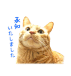 茶トラ 猫 あいさつ ＆ 敬語 スタンプ（個別スタンプ：13）